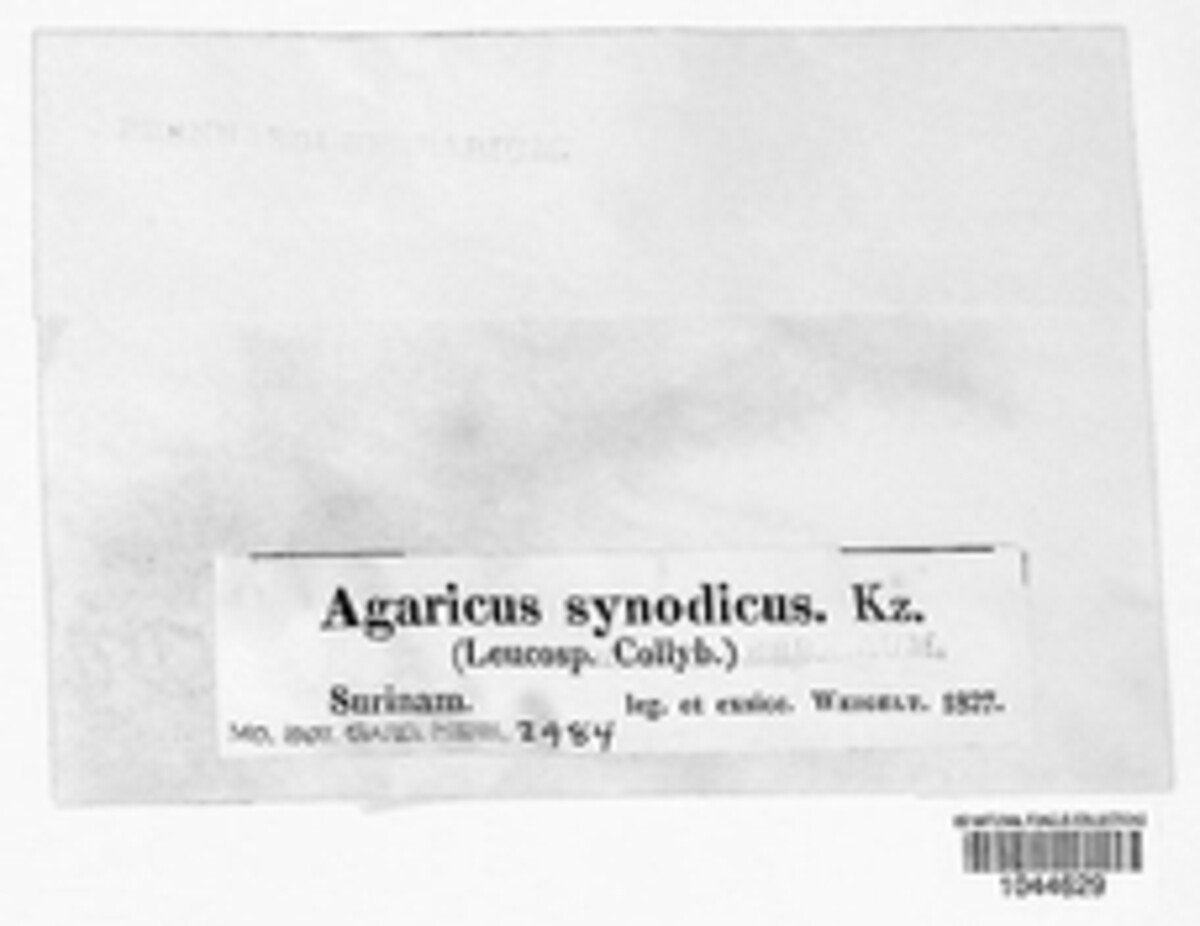 Agaricus synodicus image